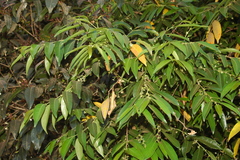 Glochidion ellipticum